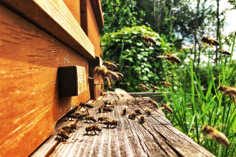 Bee Hive Removal Sugar Land