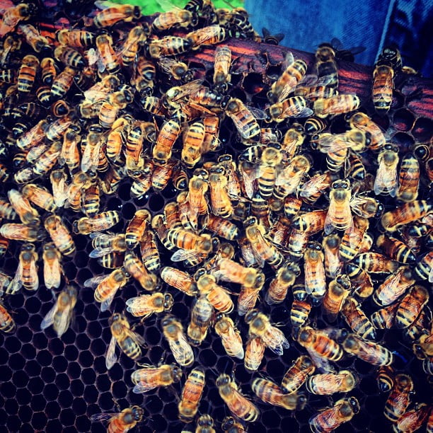 DIY Bee Removal Sugar Land