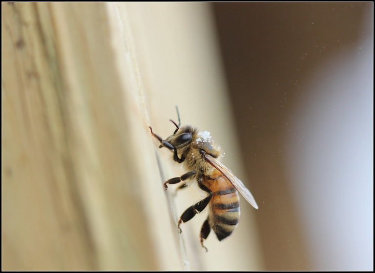 Bee Swarm Removal Sugar Land